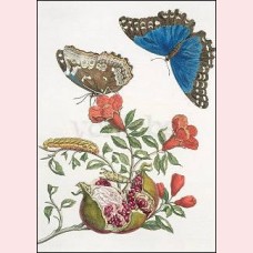Pomegranate and butterflies